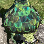 Plumes vertes et noires de Kâ.