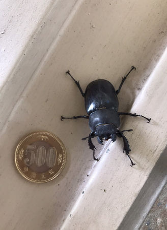 クワガタもやってきた!