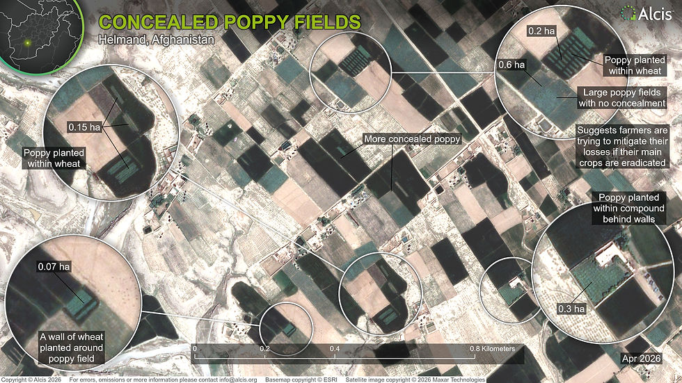 Figure 19: In 2026, more farmers in Helmand concealed poppy within wheat fields and behind compound walls, while large, unconcealed poppy fields were also visible from the roadside.
