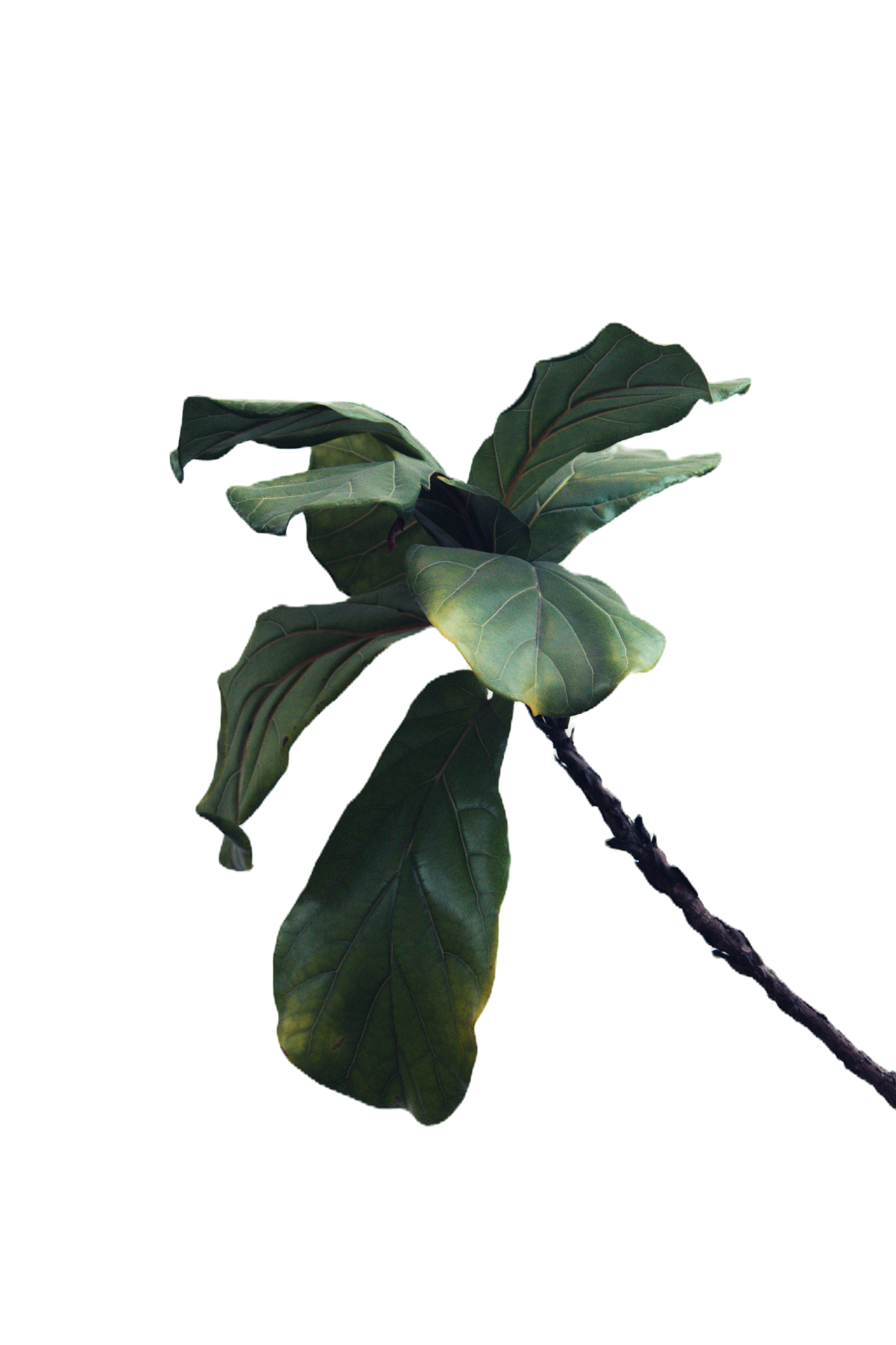Leaves