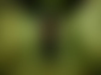 Camina, corre, ocúltate y sobrevive, a través de los 11 escenarios escalofriantes de Terror Survival