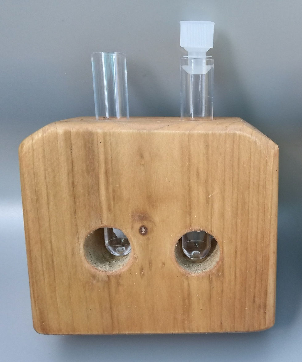 Wood pre-soak germination vase with two water tubes