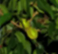 Carya-illinoinensis-1-1.webp