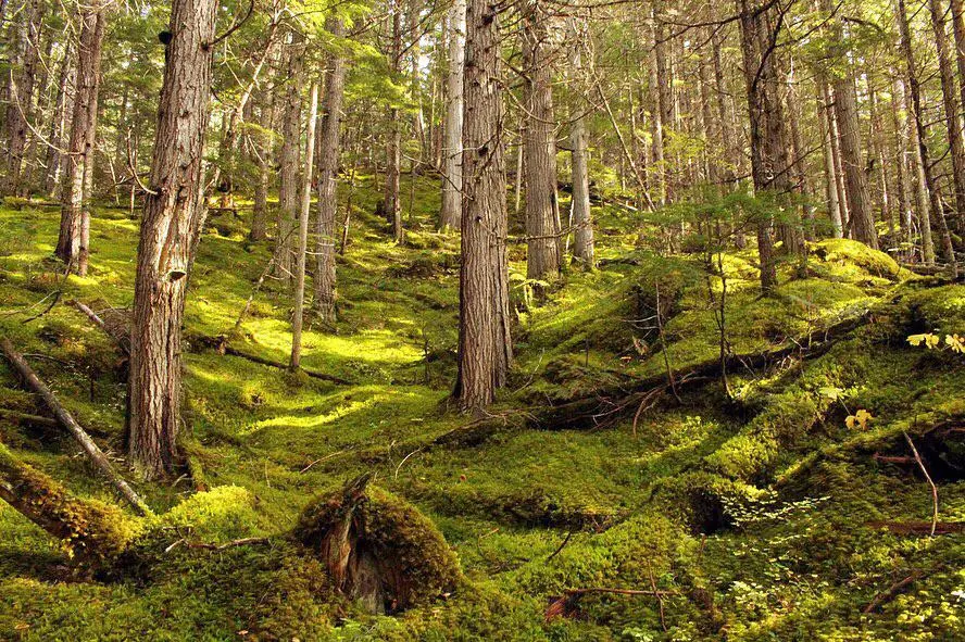 Gardening in Ontario: What You Need to Know - Featured Image