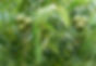 Juglans-Nigra-2_008_edited.jpg