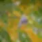 kentucky-coffee-tree-2_007.webp
