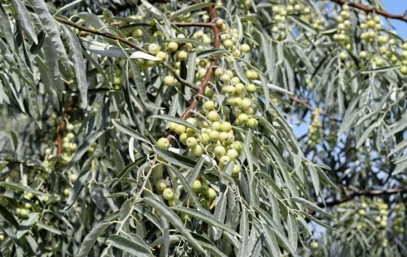 Berries, Vines, etc. Ontario Plants