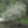 Prunus-Americana_edited.jpg