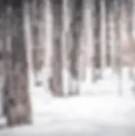maple-tree-tapping_002.webp
