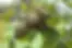 Cinera.webp