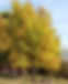 Hackberry-1_005_edited.jpg