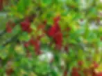 Pin-cherries_002.webp