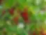 Pin-cherries_002.webp