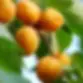 puget-gold-apricot-1.webp