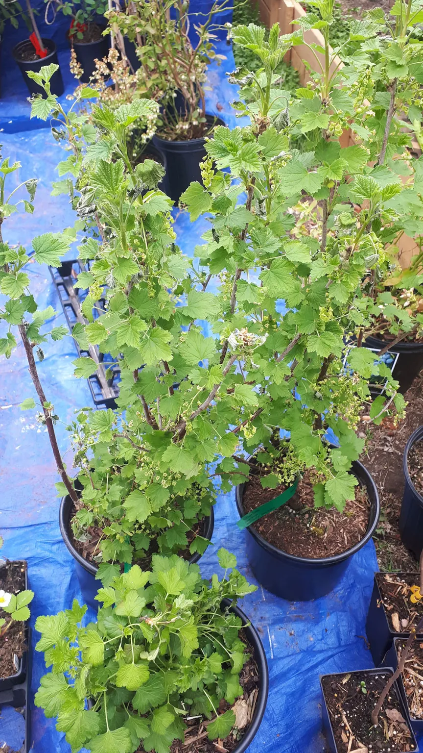 Berries, Vines, etc. Ontario Plants