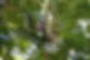 Fig-Chicago-Hardy.webp
