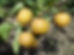 Pear-Chojuro_007_edited.jpg