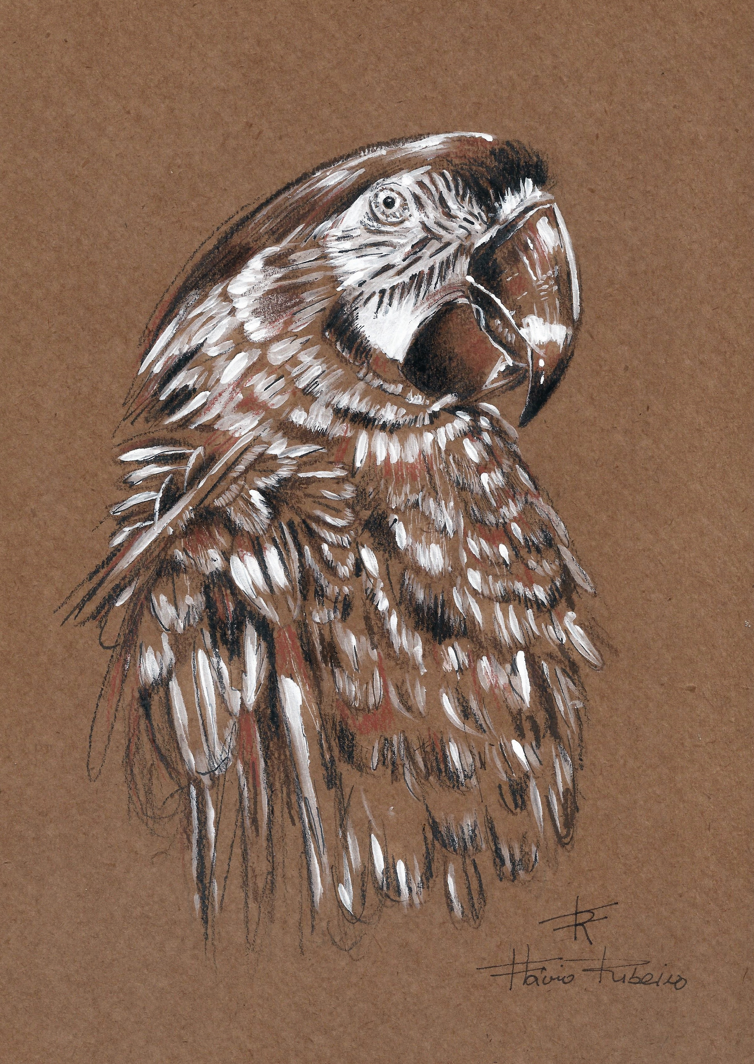 arara