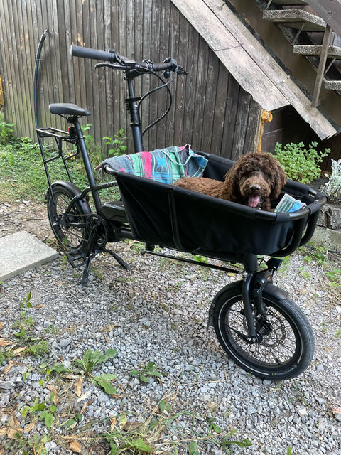 Hund sitzt im Lastenrad