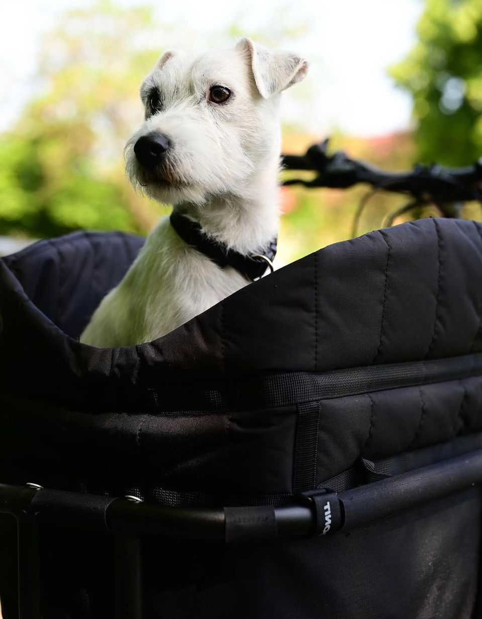 Hund sitzt im Lastenrad
