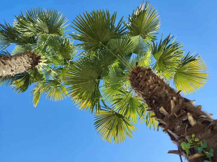 ferienhaus in der schweiz, im tessin, der süd-schweiz, es ist ein altes Steinhaus, ein sogenanntes Rustico, wir wollen dieses haus für interessierte reisende, für touristen, für urlaubssuchende präsentieren. das steinhaus schmiegt sich an einen Hang der Südalpen, ist umgeben von bergen, und man blickt hinunter auf den See Lago maggiore. das grundstück, der garten ist eine kleine in sich geschlossene Welt, voll mediterraner pflanzenpracht, voller palmen, kamelien und azaleen, voller geschützter sitzplätze, sei es unter einer Wein-Pergola oder auf der erhöhten Aussichtsterrasse, es ist ein ort um die Natur, die landschaft, die ruhe, die berge, den see, das mittelmeer-klima in sich aufzunehmen. ein ort an dem das herz sagt "la vita é bella"