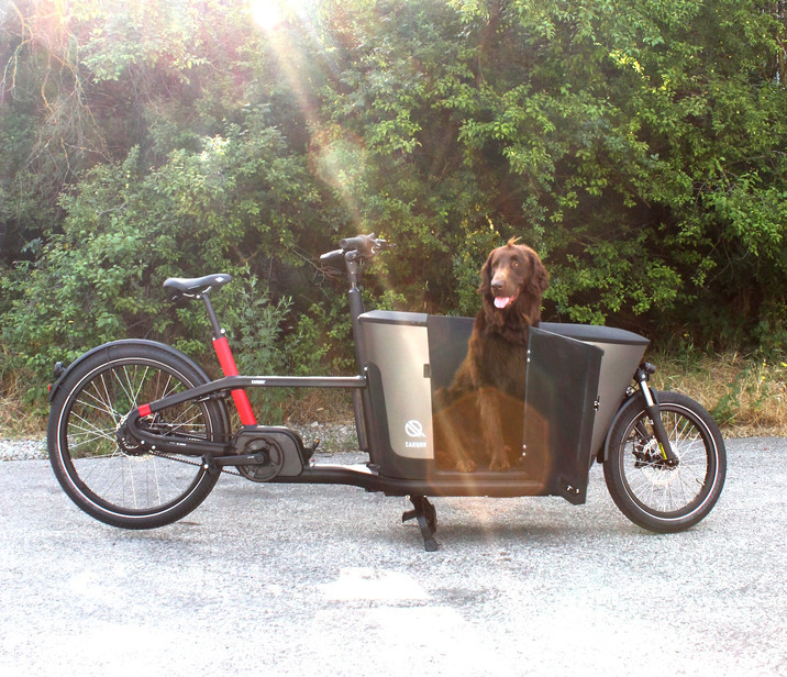 Hundebikes Lastenrad Hundetransport Am Rad Hundebikes Lastenrad Hundetransport Am Rad
