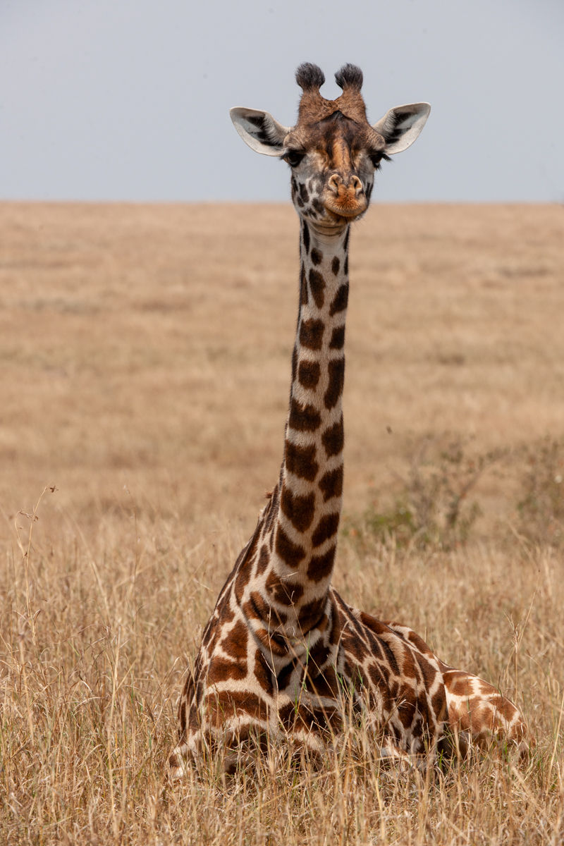 Seduta nella savana