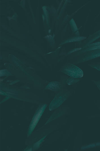 Close-up afbeelding van een plant met bladeren.jpg