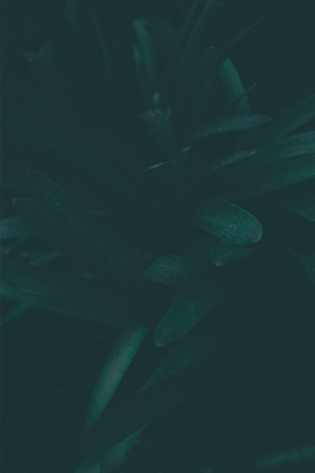 Close-up afbeelding van een plant met bladeren.jpg