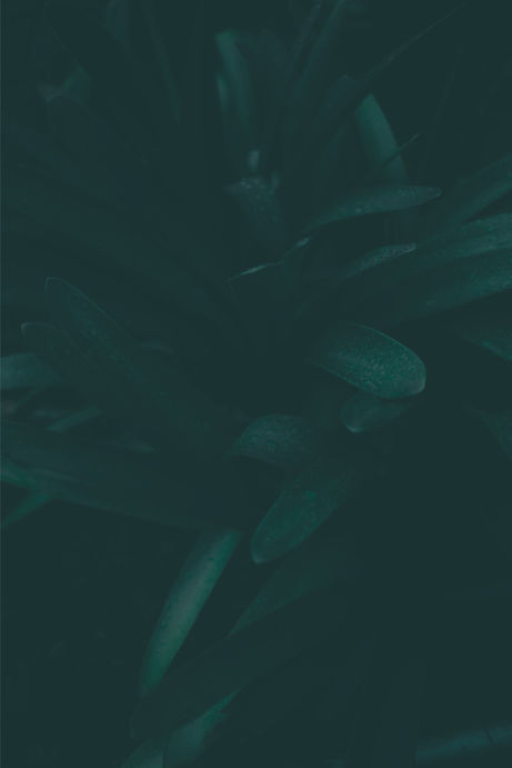 Close-up afbeelding van een plant met bladeren.jpg