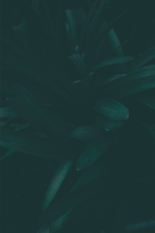 Close-up afbeelding van een plant met bladeren.jpg