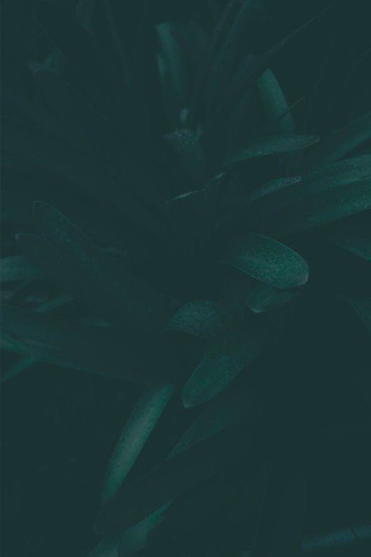 Close-up afbeelding van een plant met bladeren.jpg