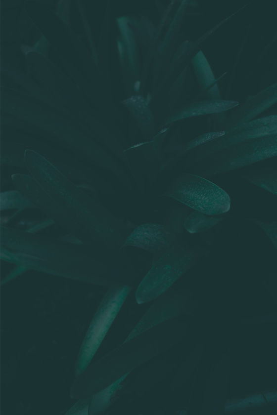 Close-up afbeelding van een plant met bladeren.jpg