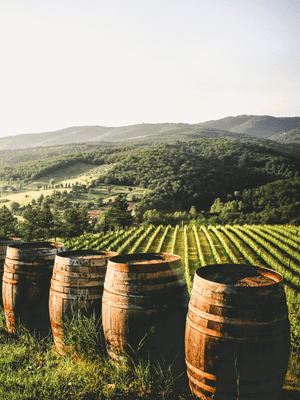 Image of vineyards with wine barrels in front of them