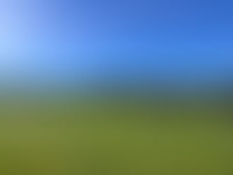 Sheep grazing at Groundstar Vineyard as part of a regenerative, soil-enhancing grazing program.