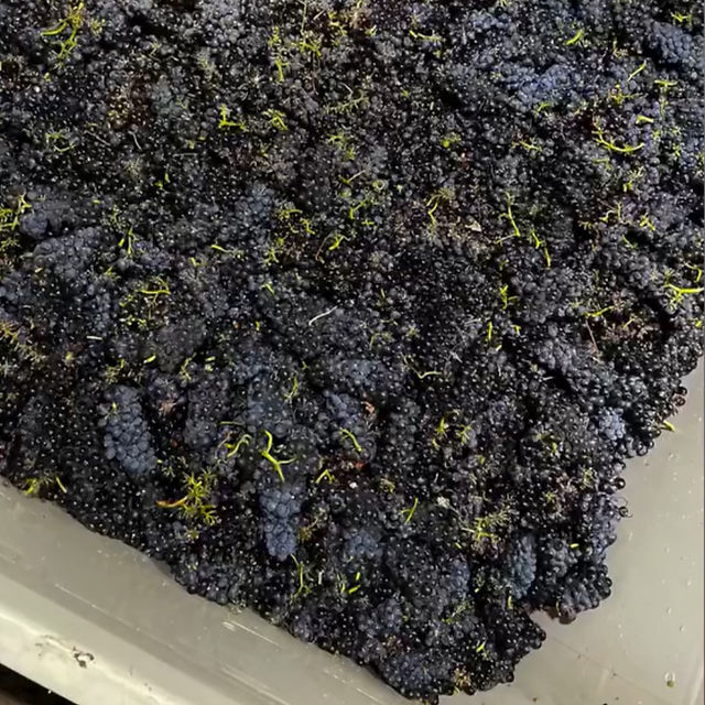 Regeneratively farmed Pinot Noir clusters at Groundstar Vineyard Sta Rita Hills