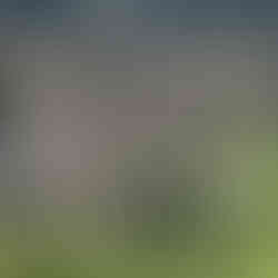 Sheep grazing in a vineyard at Groundstar as part of a regenerative, soil-enhancing grazing program.