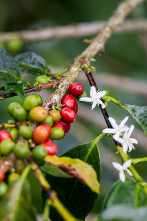 café premium
cafe de origen
cafe sarasa
cafe de especialidad
cafe 100% colombiano