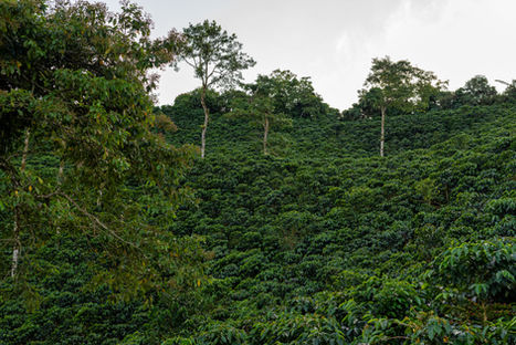 café premium
cafe de origen
cafe sarasa
cafe de especialidad
cafe 100% colombiano