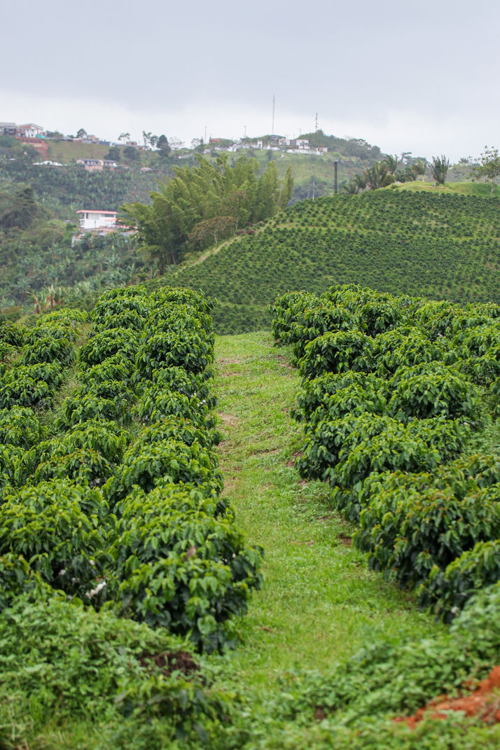 café premium
cafe de origen
cafe sarasa
cafe de especialidad
cafe 100% colombiano