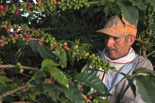 café premium
cafe de origen
cafe sarasa
cafe de especialidad
cafe 100% colombiano