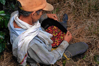 café premium
cafe de origen
cafe sarasa
cafe de especialidad
cafe 100% colombiano