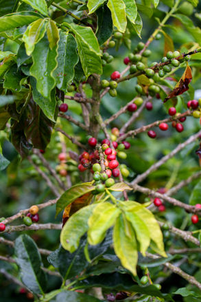 café premium
cafe de origen
cafe sarasa
cafe de especialidad
cafe 100% colombiano