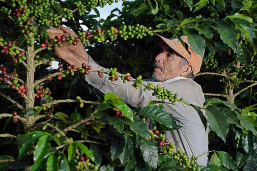 café premium
cafe de origen
cafe sarasa
cafe de especialidad
cafe 100% colombiano