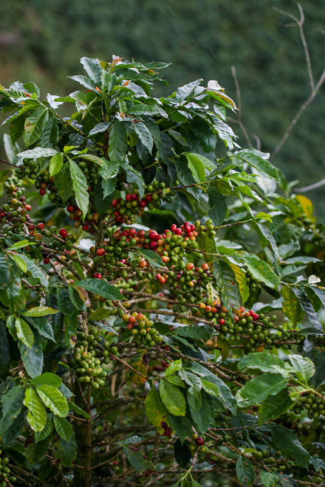 café premium
cafe de origen
cafe sarasa
cafe de especialidad
cafe 100% colombiano
