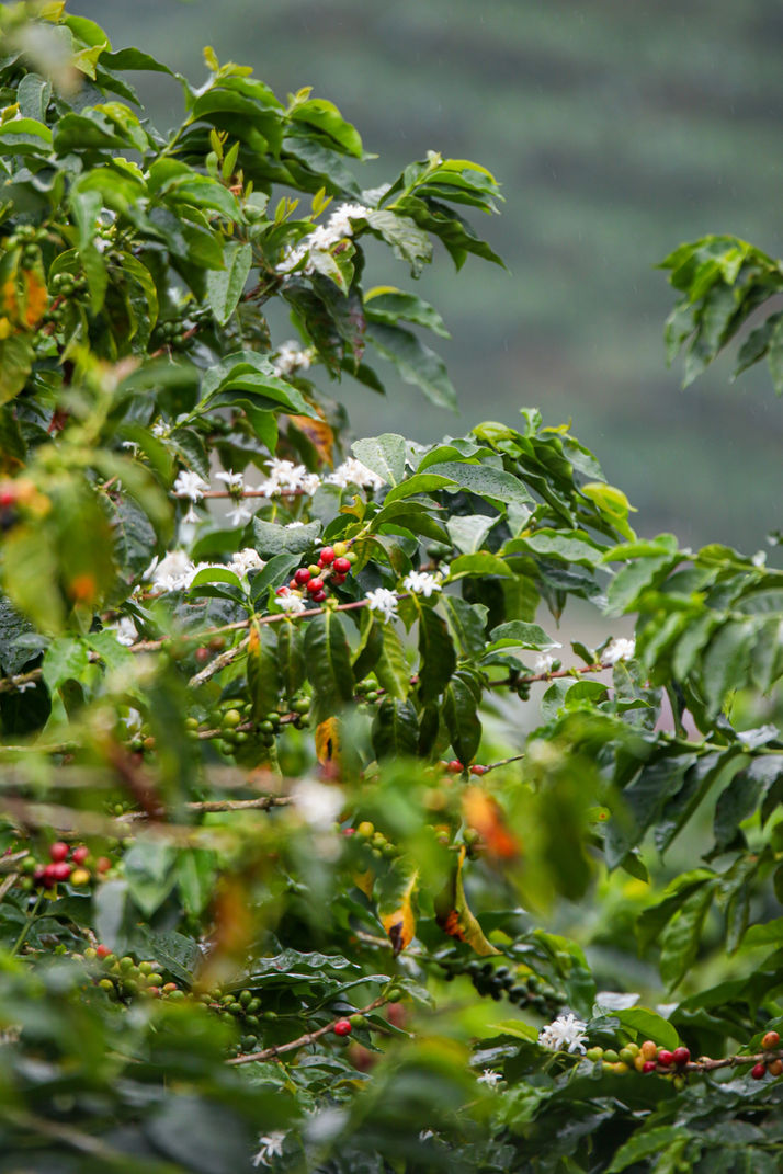 café premium
cafe de origen
cafe sarasa
cafe de especialidad
cafe 100% colombiano