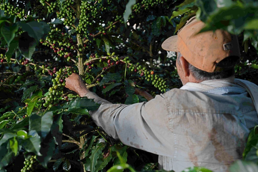 café premium
cafe de origen
cafe sarasa
cafe de especialidad
cafe 100% colombiano