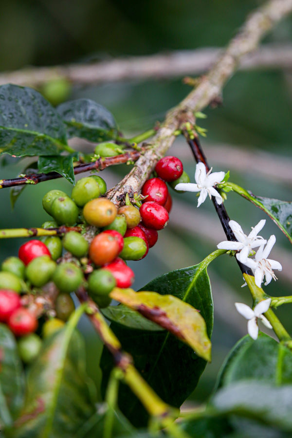 café premium
cafe de origen
cafe sarasa
cafe de especialidad
cafe 100% colombiano