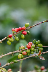 café premium
cafe de origen
cafe sarasa
cafe de especialidad
cafe 100% colombiano
