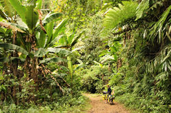 Percée de Jungle